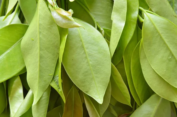 Garcinia cowa tropical herb taste sour and unique scent on tray — Stock Photo, Image