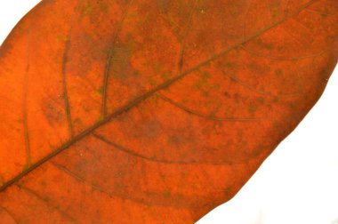 kahverengi kuru yaprak doku ve arka plan