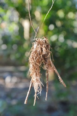 Bahçe dalında asılı kurutulmuş kuş yuva