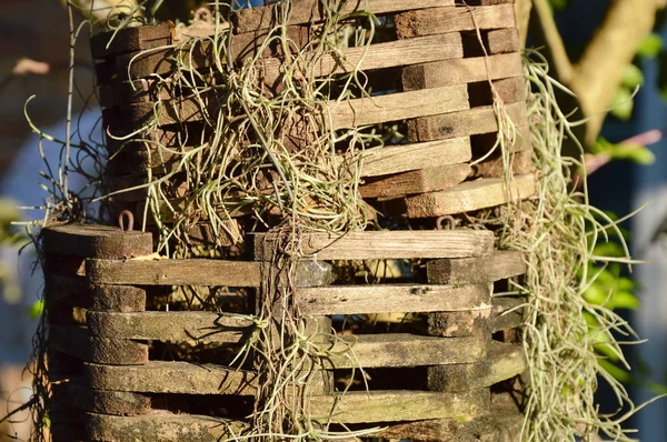 Fern op houten mobiele pot in park — Stockfoto