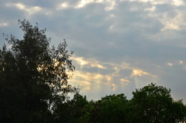 Pino y la luz del sol se extienden a través de nublado en la mañana — Foto de Stock