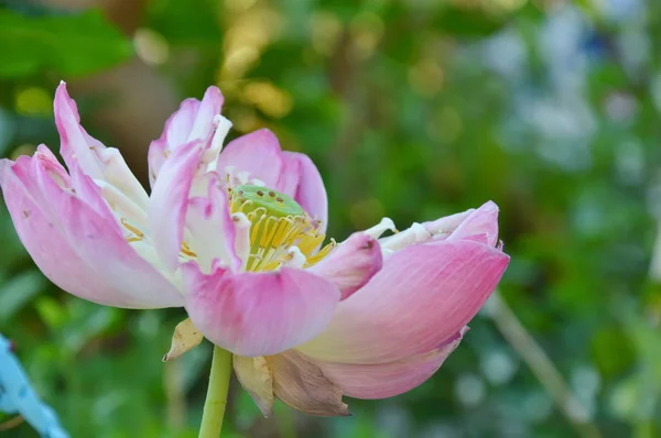 Індійський Лотос водної лілії квітка розквітаюча у саду — стокове фото