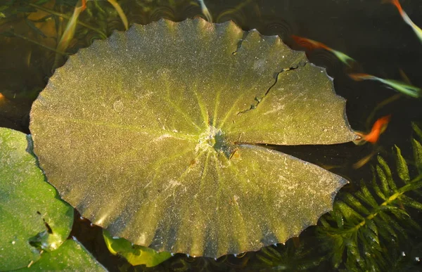 Листя лотоса плаває на поверхні води в басейні — стокове фото