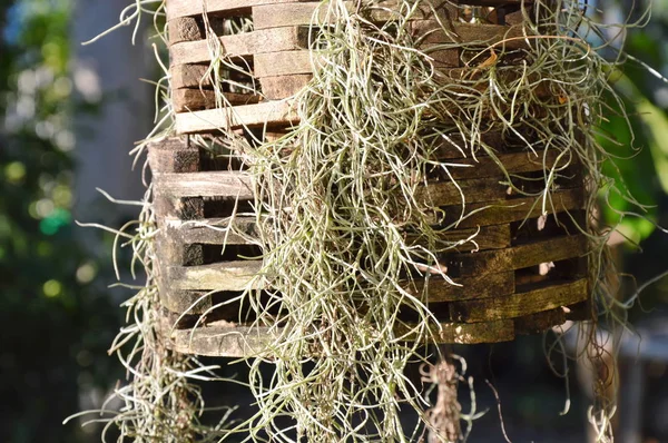 Папороть на дерев'яному мобільному вазоні в саду — стокове фото