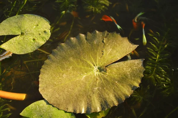 로터스 잎 분 지에 물 표면에 떠 — 스톡 사진