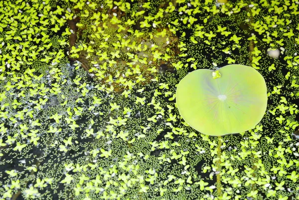 Lotus blad en water onkruid drijvend op het oppervlak in vijver — Stockfoto