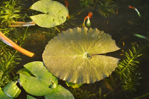 Lotusblatt schwimmt auf Wasseroberfläche im Becken — Stockfoto