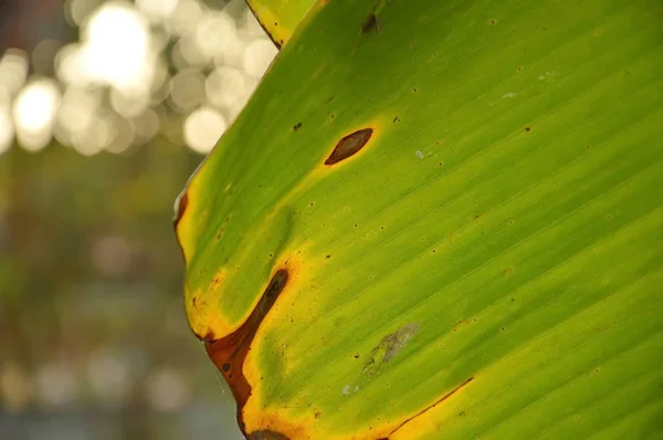 Száraz banana leaf textúra és a háttérben a háztáji kertben — Stock Fotó
