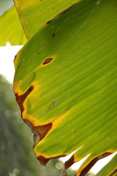 Száraz banana leaf textúra és a háttérben a háztáji kertben — Stock Fotó