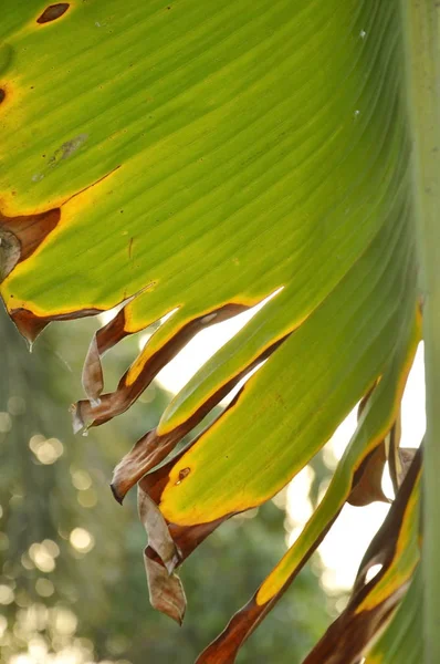 Száraz banana leaf textúra és a háttérben a háztáji kertben — Stock Fotó