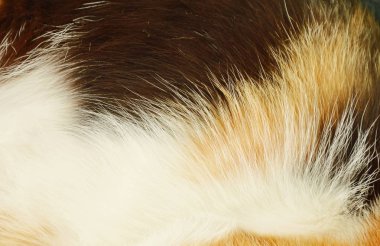 yavru kedi kürk doku ve arka plan kapat