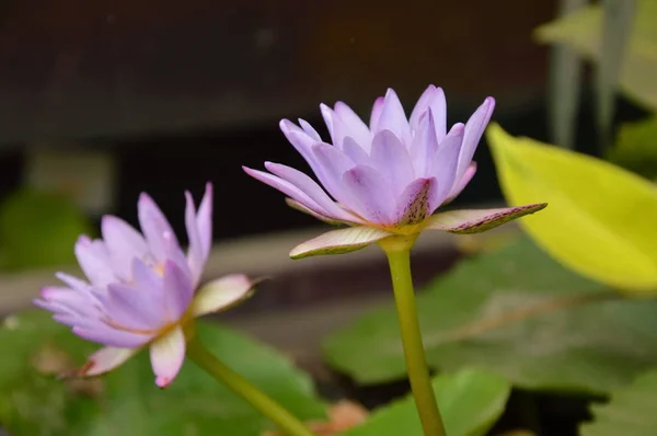 twin lotus water lily flower blooming in garden