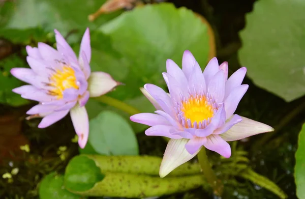 Квітка лотоса з водою лілія, що цвіте в саду — стокове фото