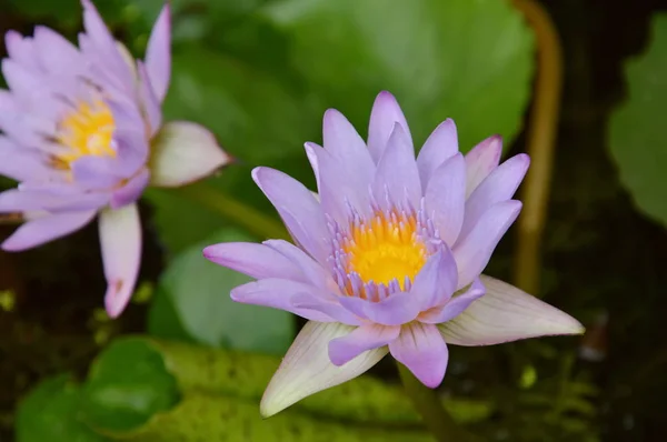 Lotusblomma näckros blommar i trädgården — Stockfoto