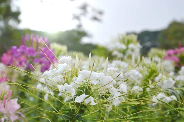Aranha flor planta tropical no jardim — Fotografia de Stock
