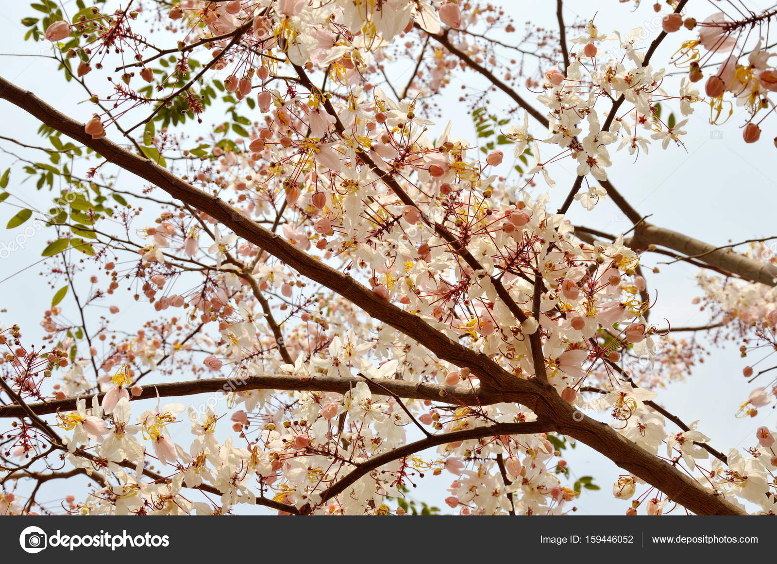 Bel Arbre De Rosea De Tabebuia Fleur Rose Fleurissant Dans