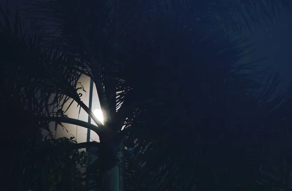 Місяць розсіює світло позаду пальми вночі — стокове фото
