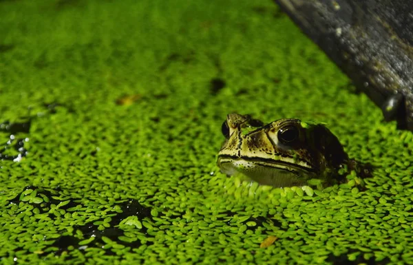 Ropucha máčet ve vodě pro relaxaci na noc — Stock fotografie