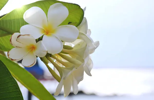 庭に咲くプルメリアやお寺の白い木の花 — ストック写真