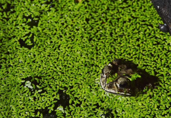 Βάτραχος που επιπλέει στο νερό για να χαλαρώσετε το βράδυ — Φωτογραφία Αρχείου