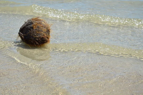 Kokos flyter till havsstranden på solig dag — Stockfoto
