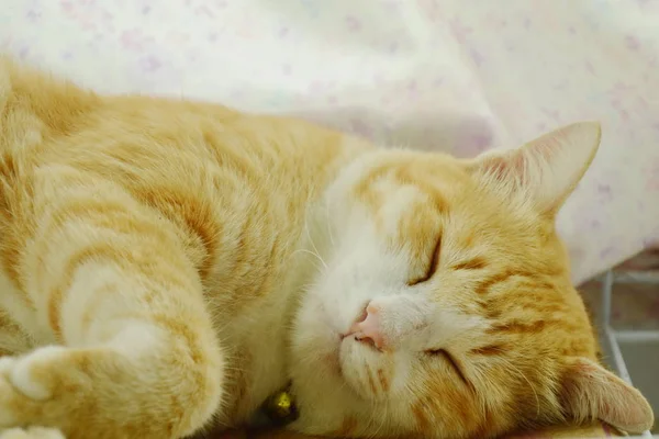 Orangefarbenes Katzengesicht Porträt schlafend im Haus — Stockfoto