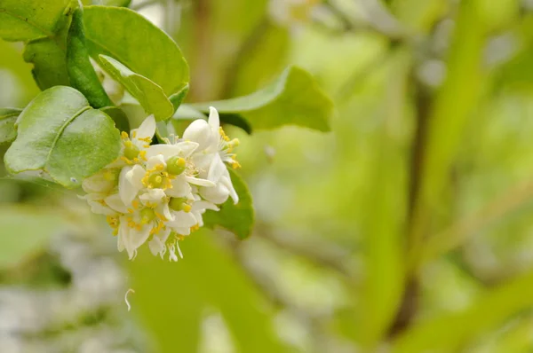 Kaffir lime trópusi növény virág és gyógynövény kert virágzó — Stock Fotó