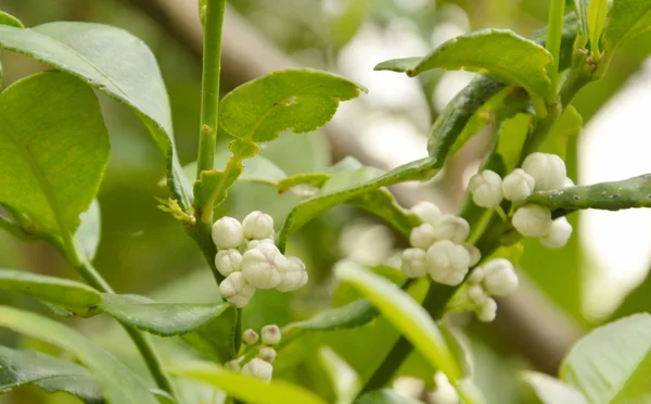 Kaffir lime trópusi növény virág és gyógynövény kert virágzó — Stock Fotó