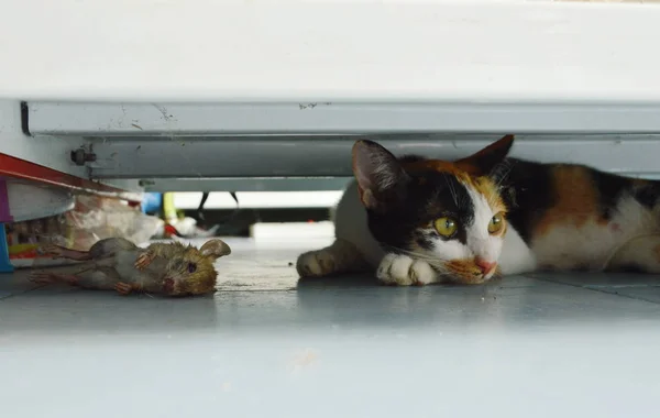 Kitten ontspannen na jacht rat onder de plank in de winkel — Stockfoto