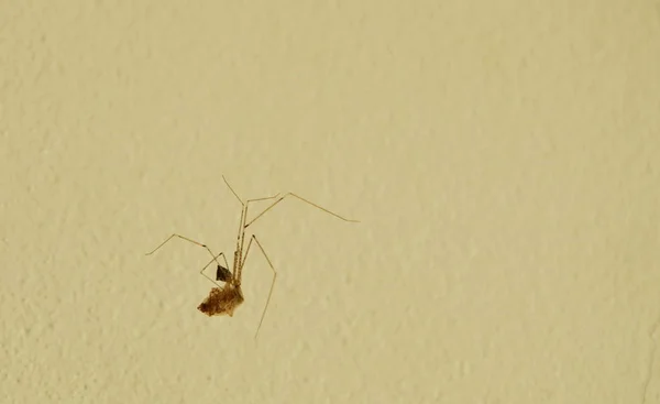 Spider voederen en zuigen bloed van slachtoffer insect op net — Stockfoto