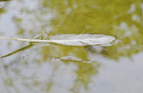 Penas de pássaro branco cair e flutuar na superfície da água no canal — Fotografia de Stock