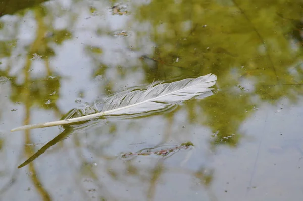 Penas de pássaro branco cair e flutuar na superfície da água no lago — Fotografia de Stock