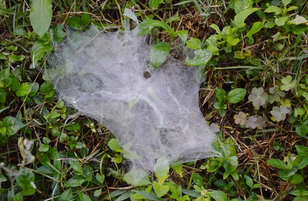 Spinnenweb op gras veld cover door water op winterochtend — Stockfoto