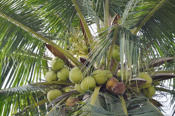 Crecimiento de coco en la parte superior del árbol en la granja — Foto de Stock
