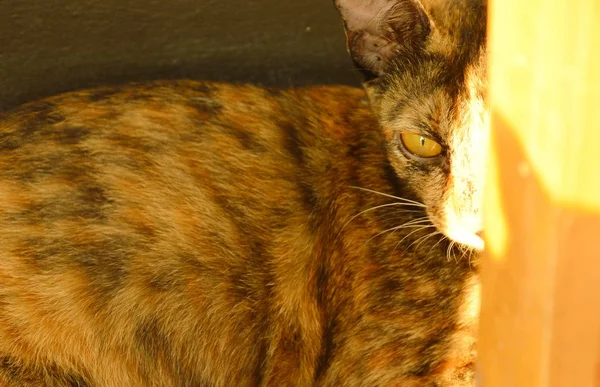 Napfény, fából készült szék mögött rejtőzik barna macska — Stock Fotó