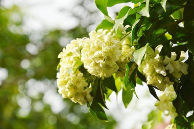  turuncu Yasemin Tropikal çiçek gece arka bahçede çiçek kokulu