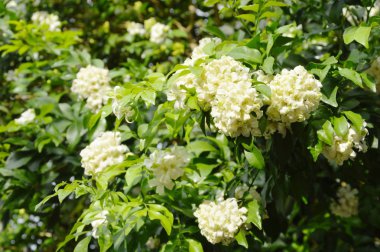 turuncu Yasemin Tropikal çiçek gece arka bahçede çiçek kokulu