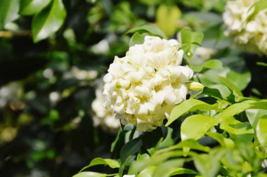  turuncu Yasemin Tropikal çiçek gece bahçede çiçek kokulu