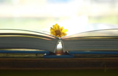  kadife çiçeği sarı tropikal çiçek kitap sayfalarında