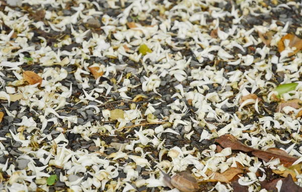 Orangen Jasminblüten fallen und breiten sich auf unbefestigtem Boden aus — Stockfoto