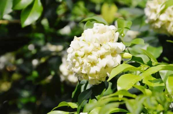  turuncu Yasemin Tropikal çiçek gece bahçede çiçek kokulu