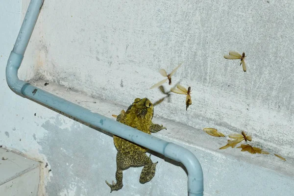 Sapo escalada para alimentar mayfly na parede da casa após a chuva na noite — Fotografia de Stock