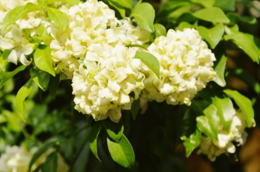  turuncu Yasemin Tropikal çiçek gece bahçede çiçek kokulu