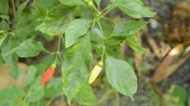 gruptaki dallara malzeme çekme taze biber el