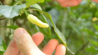 gruptaki dalından taze biber hasat el