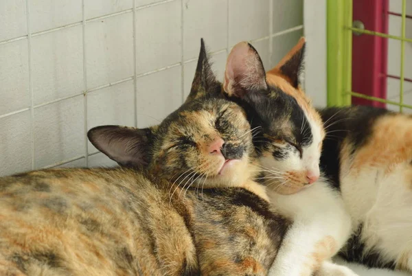 Кошка обнимает и спит вместе на полке в продуктовом магазине — стоковое фото