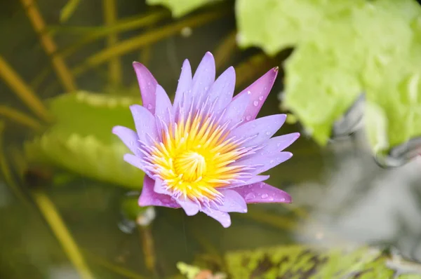Lotus lily květina na vodě v deštivý den — Stock fotografie