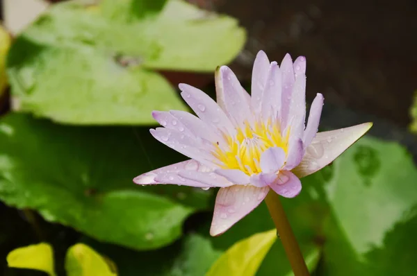 Kwiat lotosu lilia na wodzie w deszczowy dzień — Zdjęcie stockowe