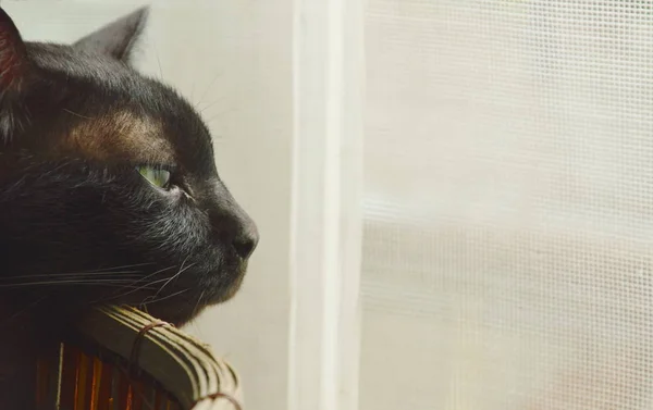 검은 고양이 졸린 바구니에 창 밖에 서 보기를 찾고 — 스톡 사진