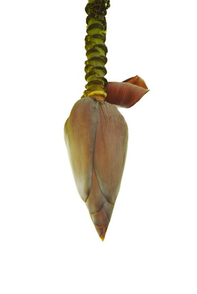 цветок банана висит на ветке на белом фоне
